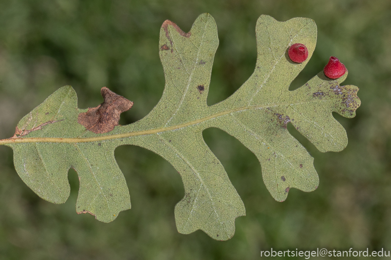 oak gall